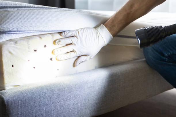 Best Termite Control Services  in Lindsay, OK