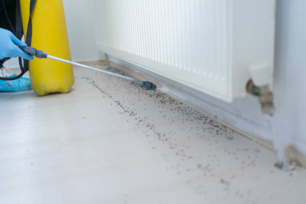 Best Ant Control Services  in Lindsay, OK